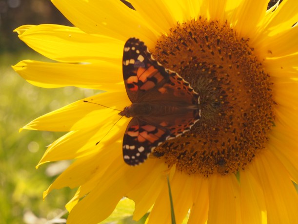 OLYMPUS DIGITAL CAMERA